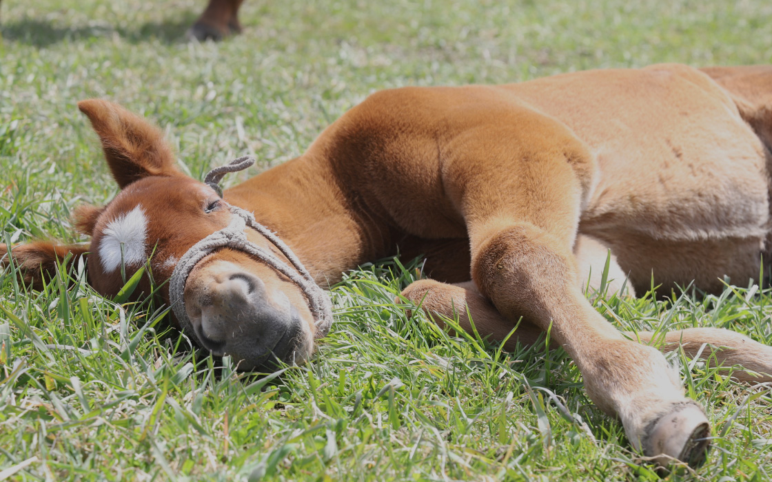 株式会社ジェイエス 50周年記念特設サイト